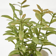 3 Pack of Artificial Herb Potted Plants in White Plastic 5cm Pot Interior Decoration V382-3HERBINPOTWHITE