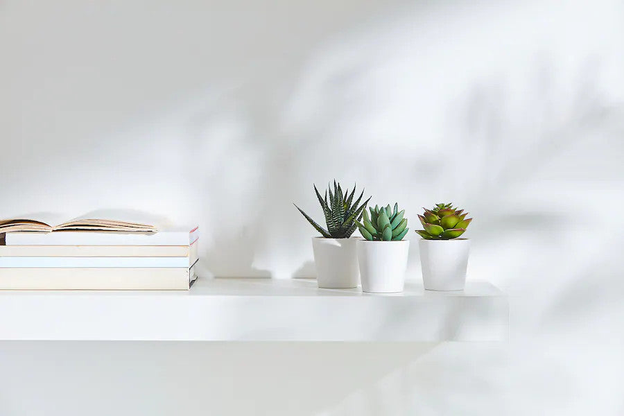 3 Pack of Artificial Succulent Potted Plants in White Plastic 6cm Pot Interior Decoration V382-3SUCCULENTPOTTED