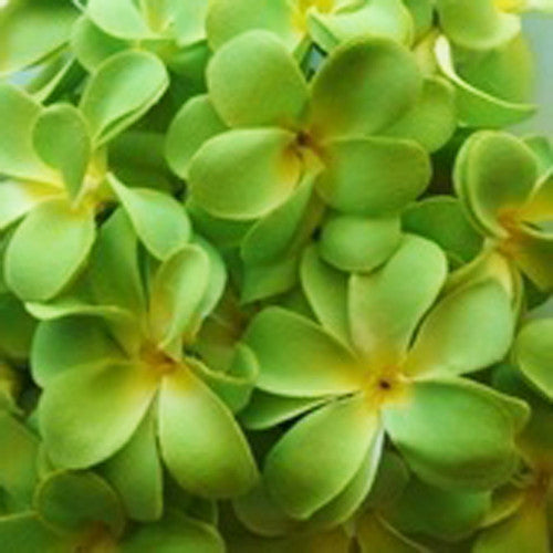 1 Set of 20 LED Green Frangipani Flower Battery String Lights Christmas Gift Home Wedding Party Decoration V382-GRFRANGIBATT20