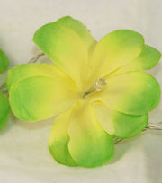 1 Set of 20 LED Green Frangipani Flower Battery String Lights Christmas Gift Home Wedding Party Decoration V382-GRFRANGIBATT20