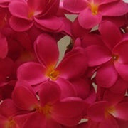1 Set of 20 LED Deep Red Frangipani Flower Battery String Lights Christmas Gift Home Wedding Party Decoration V382-REDFRANGIBATT20