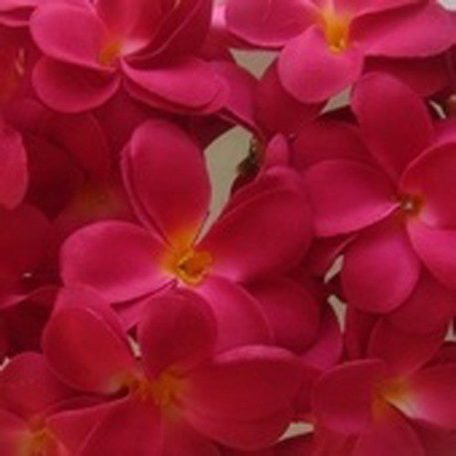 1 Set of 20 LED Deep Red Frangipani Flower Battery String Lights Christmas Gift Home Wedding Party Decoration V382-REDFRANGIBATT20