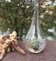 25 Bulk Pack of Hanging Clear Glass Tealight Candle Holder Tear Drop Pear Shape - 12cm High - Terrarium Plant V382-TRDRPSMLX25