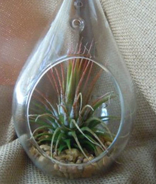 50 Wholesale Pack of Hanging Clear Glass Tealight Candle Holder Tear Drop Pear Shape - 12cm High - Terrarium V382-TRDRPSMLX50