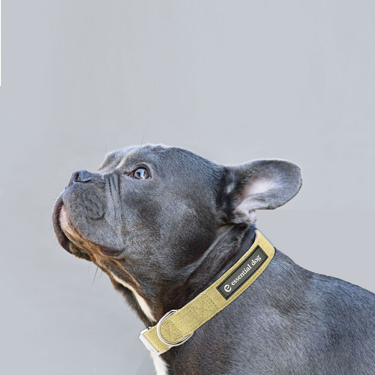 Natural Hemp & Cotton Dog Collar (Grass Green) V422-HC-G-M
