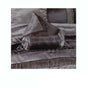 Boudoir Caledonia Black Silver Square Cushion Cover V442-END-CUSHIONC-CALEDONIA-BLACK-SQ