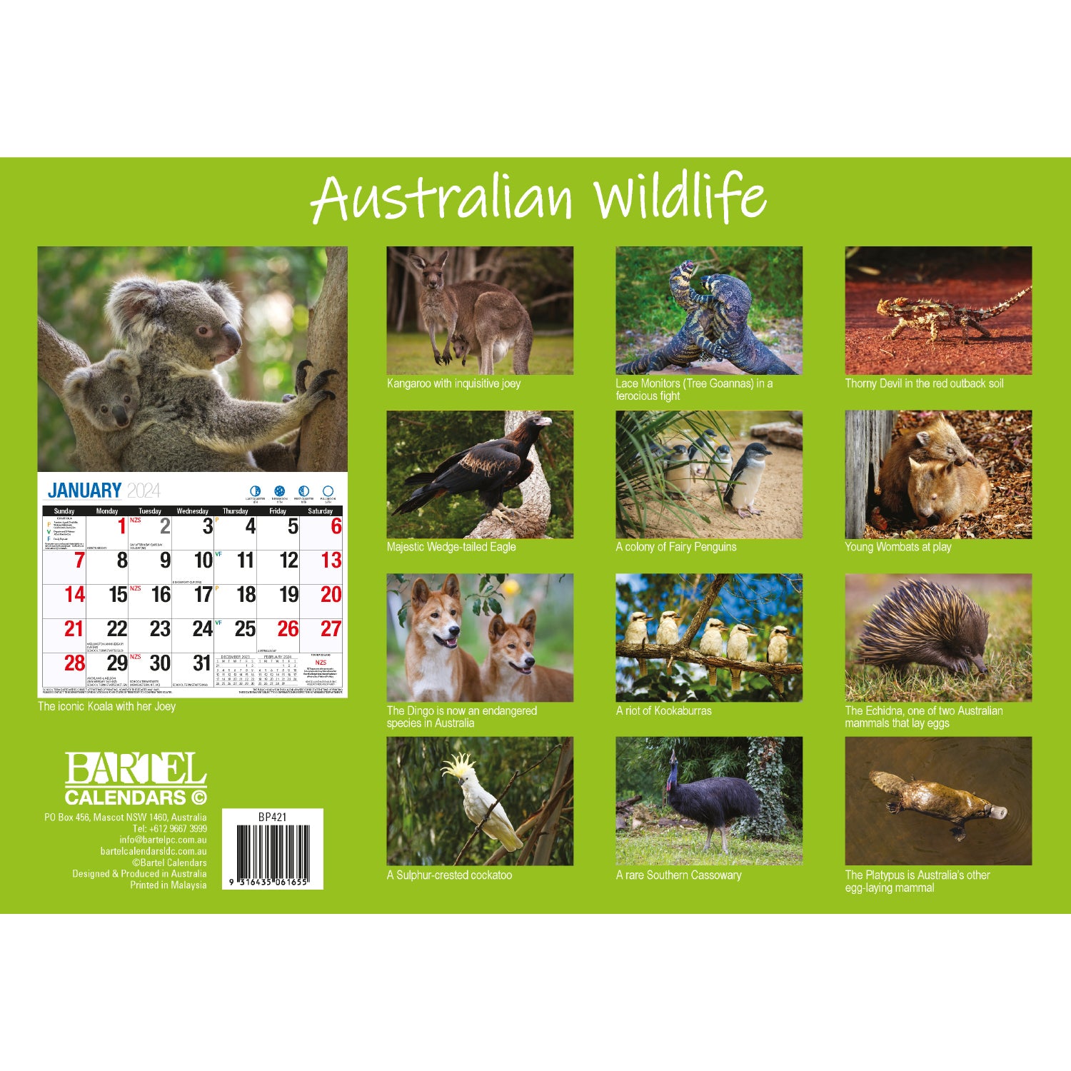 Australian Wildlife - 2024 Rectangle Wall Calendar 16 Months Animal Photography V474-614569