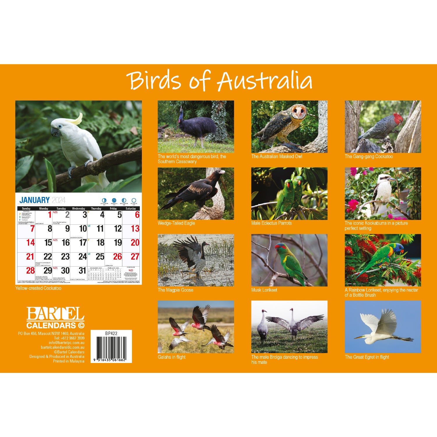 Birds Of Australia - 2024 Rectangle Wall Calendar 16 Months Birdwatching Photos V474-614570