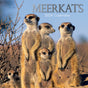Meerkats - 2024 Square Wall Calendar Pets Animals 16 Months Premium Planner Gift V474-615336