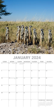 Meerkats - 2024 Square Wall Calendar Pets Animals 16 Months Premium Planner Gift V474-615336