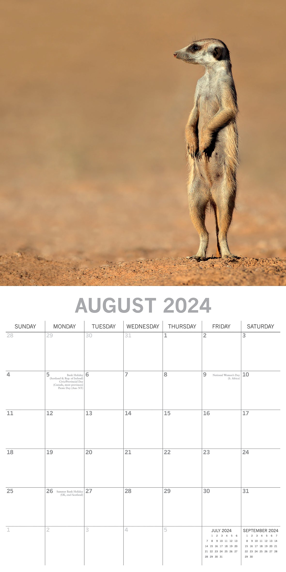 Meerkats - 2024 Square Wall Calendar Pets Animals 16 Months Premium Planner Gift V474-615336