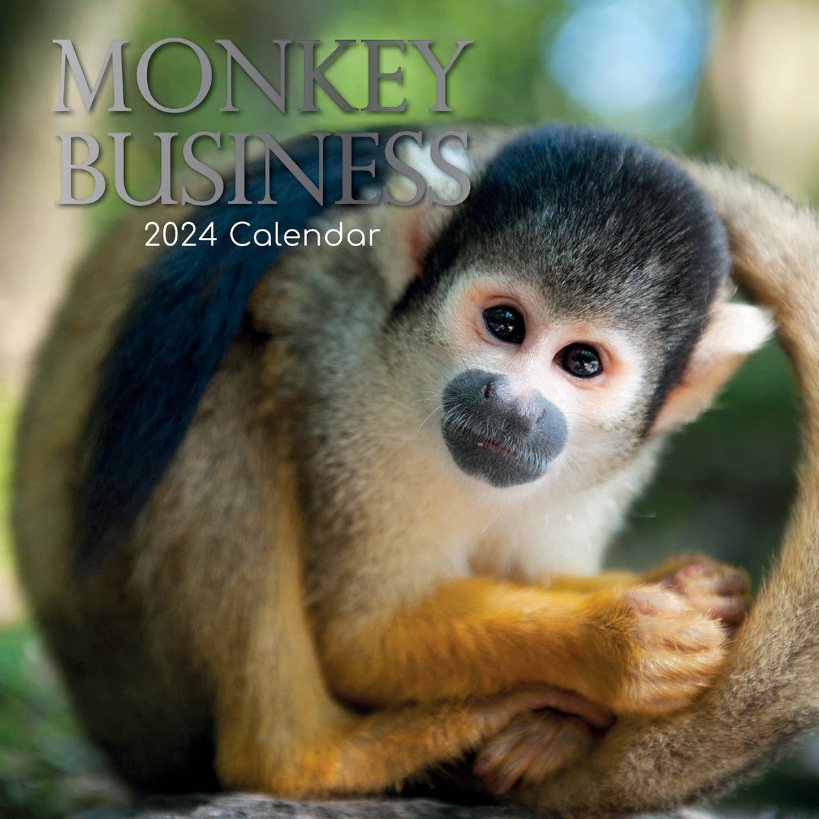 Monkey Business 2024 Square Wall Calendar Pets Animals 16 Months Premium Planner V474-615337