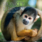 Monkey Business 2024 Square Wall Calendar Pets Animals 16 Months Premium Planner V474-615337