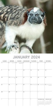 Monkey Business 2024 Square Wall Calendar Pets Animals 16 Months Premium Planner V474-615337