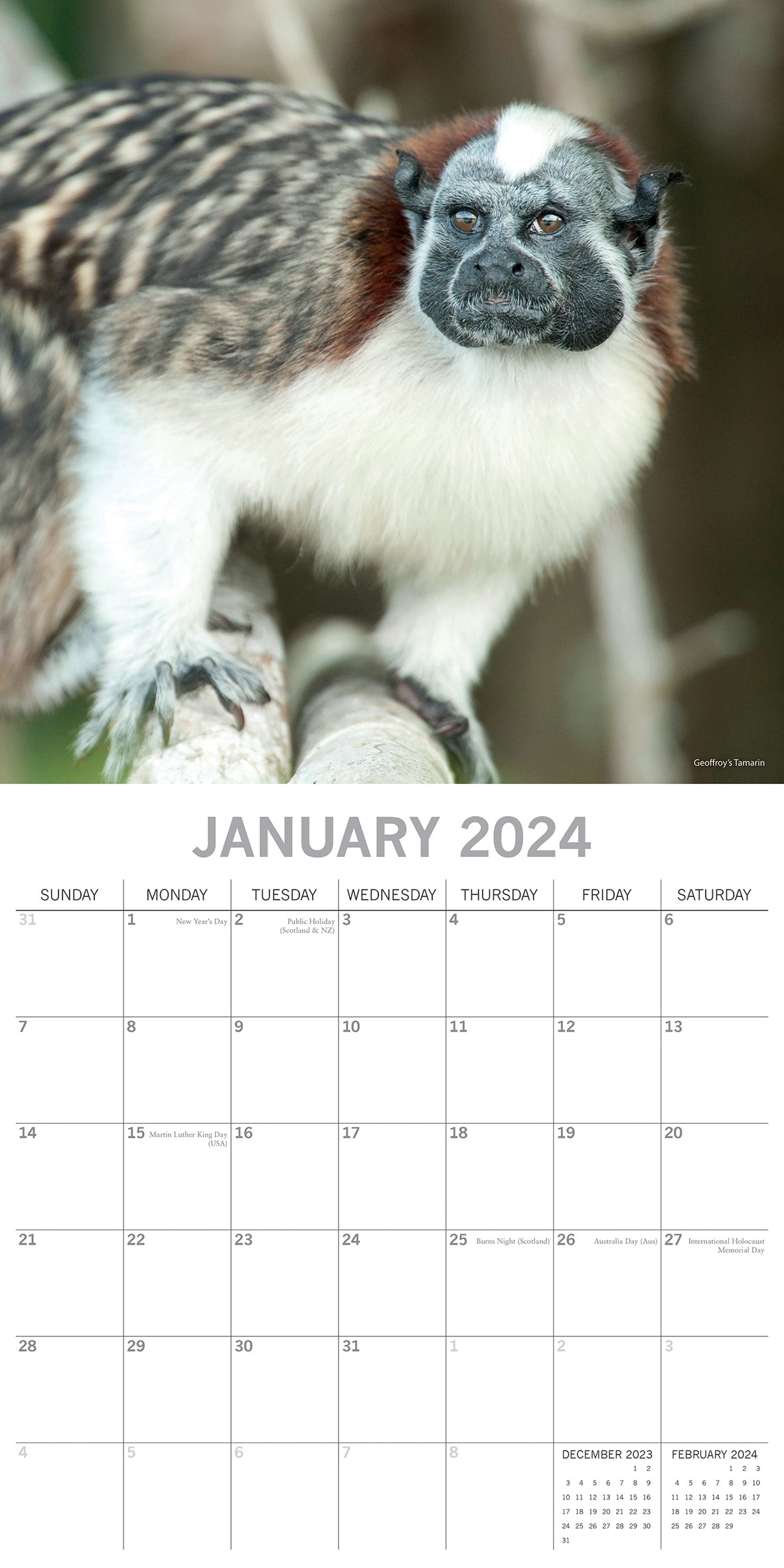 Monkey Business 2024 Square Wall Calendar Pets Animals 16 Months Premium Planner V474-615337