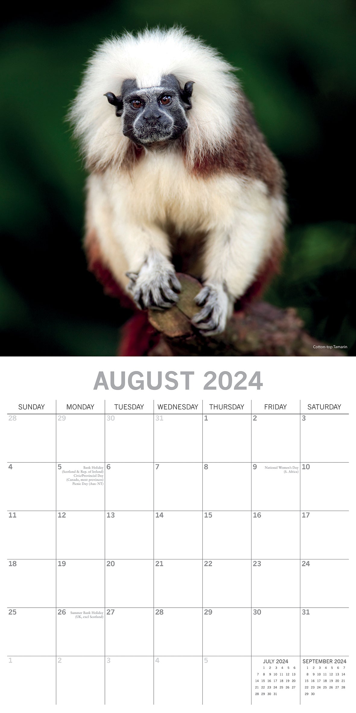 Monkey Business 2024 Square Wall Calendar Pets Animals 16 Months Premium Planner V474-615337
