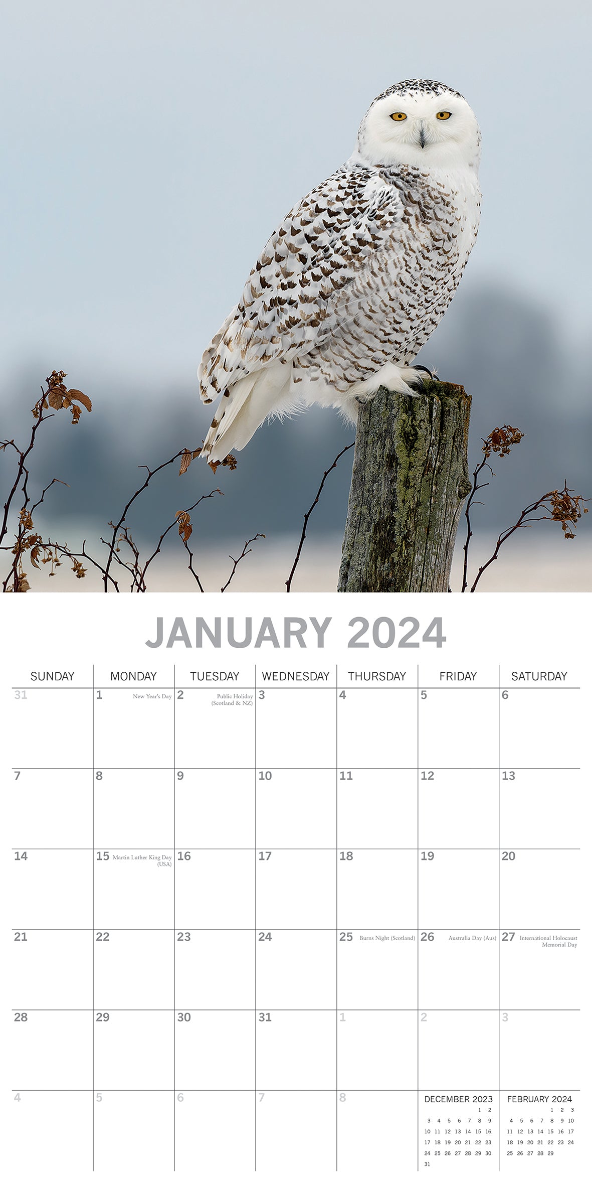 Owls 2024 Square Wall Calendar Pets Animals 16 Months New Year Christmas Planner V474-615338