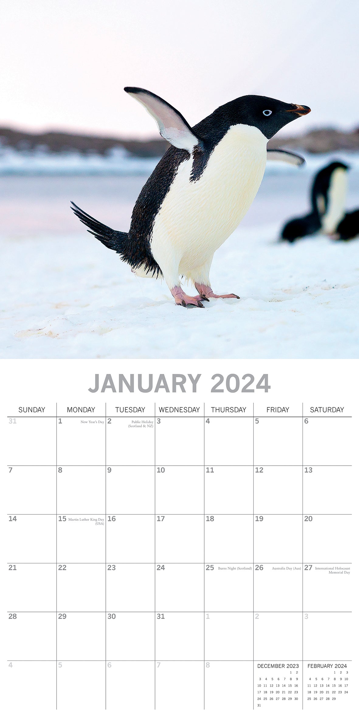 Penguins - 2024 Square Wall Calendar Pets Animals 16 Month New Year Gift Planner V474-615339