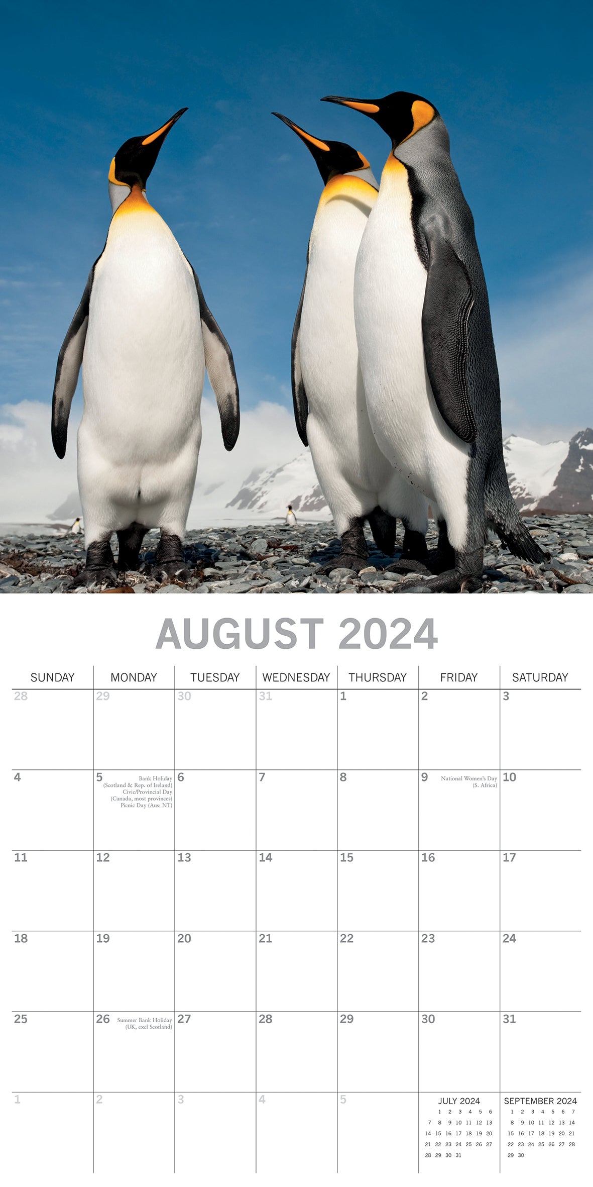 Penguins - 2024 Square Wall Calendar Pets Animals 16 Month New Year Gift Planner V474-615339
