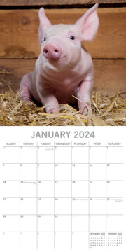 Piggies - 2024 Square Wall Calendar Pets Animals 16 Months New Year Gift Planner V474-615340