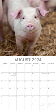Piggies - 2024 Square Wall Calendar Pets Animals 16 Months New Year Gift Planner V474-615340