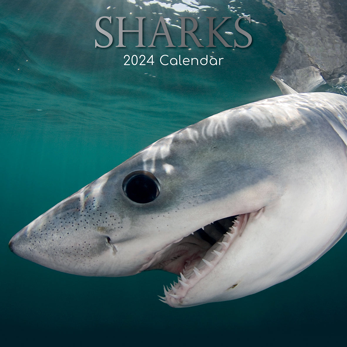 Sharks 2024 Square Wall Calendar Pets Animals 16Month New Year Christmas Planner V474-615341
