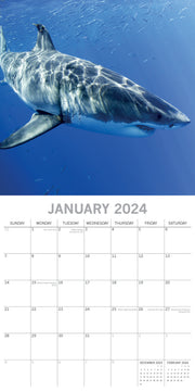 Sharks 2024 Square Wall Calendar Pets Animals 16Month New Year Christmas Planner V474-615341