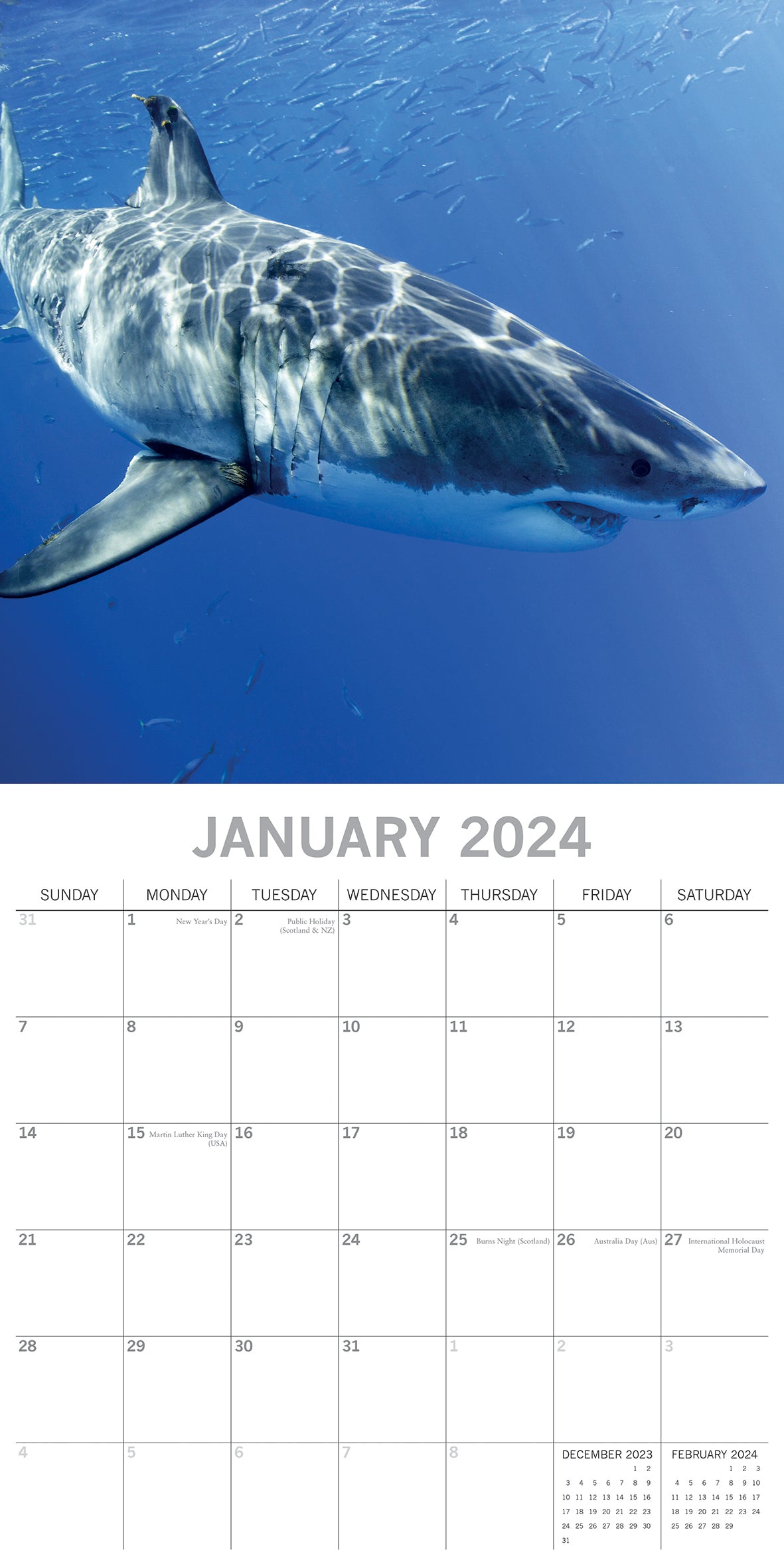 Sharks 2024 Square Wall Calendar Pets Animals 16Month New Year Christmas Planner V474-615341