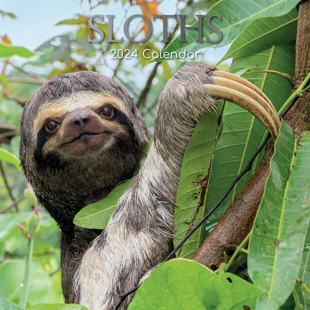 Sloths - 2024 Square Wall Calendar Pets Animals 16 Months New Year Gift Planner V474-615342