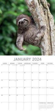 Sloths - 2024 Square Wall Calendar Pets Animals 16 Months New Year Gift Planner V474-615342