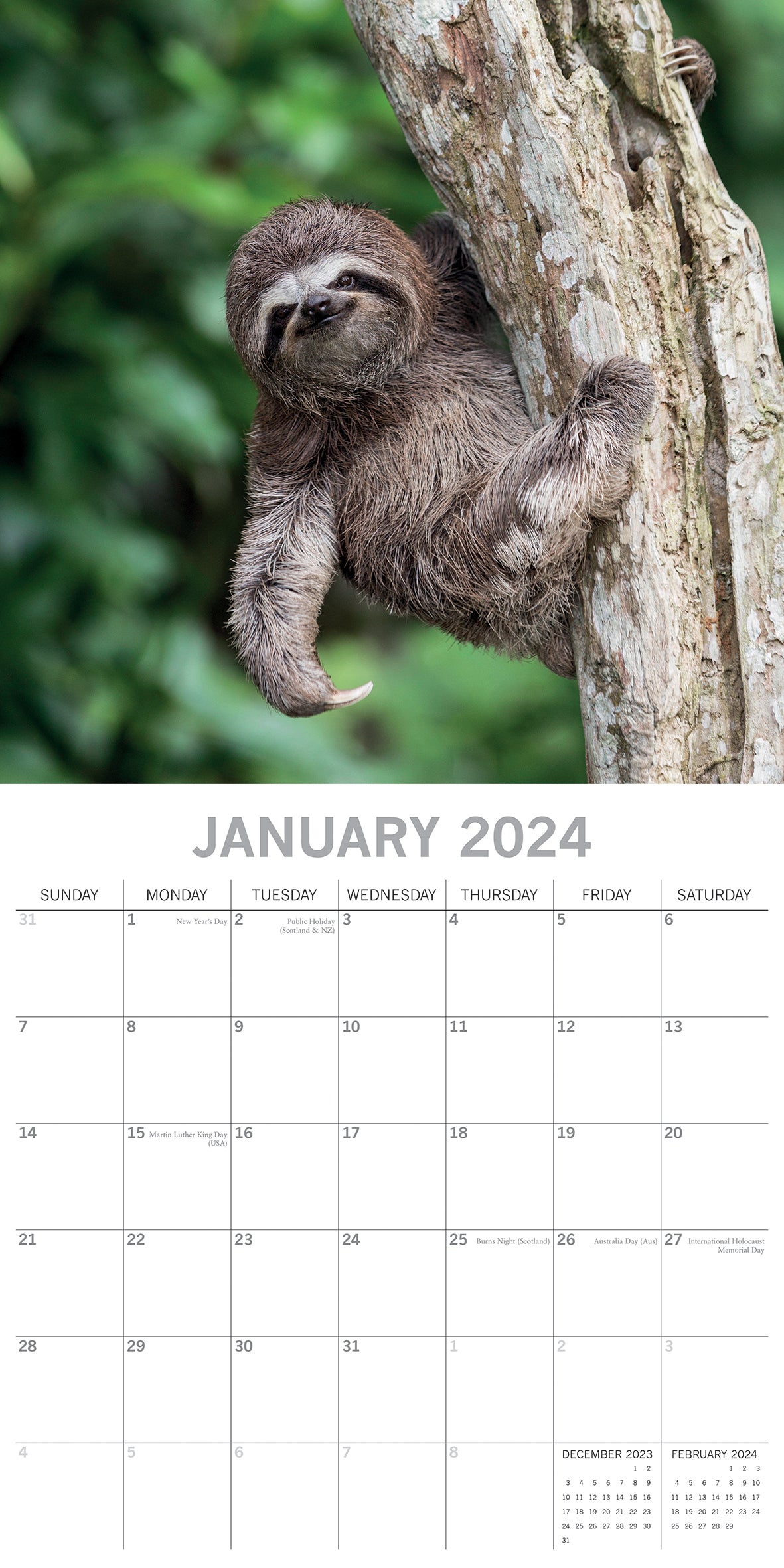 Sloths - 2024 Square Wall Calendar Pets Animals 16 Months New Year Gift Planner V474-615342