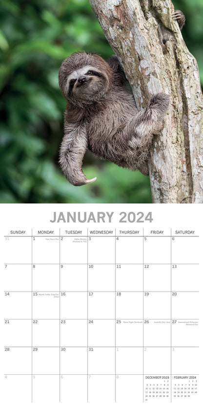 Sloths - 2024 Square Wall Calendar Pets Animals 16 Months New Year Gift Planner V474-615342