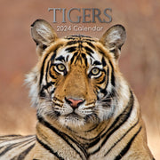 Tigers - 2024 Square Wall Calendar Pets Animals 16 Months New Year Gift Planner V474-615343