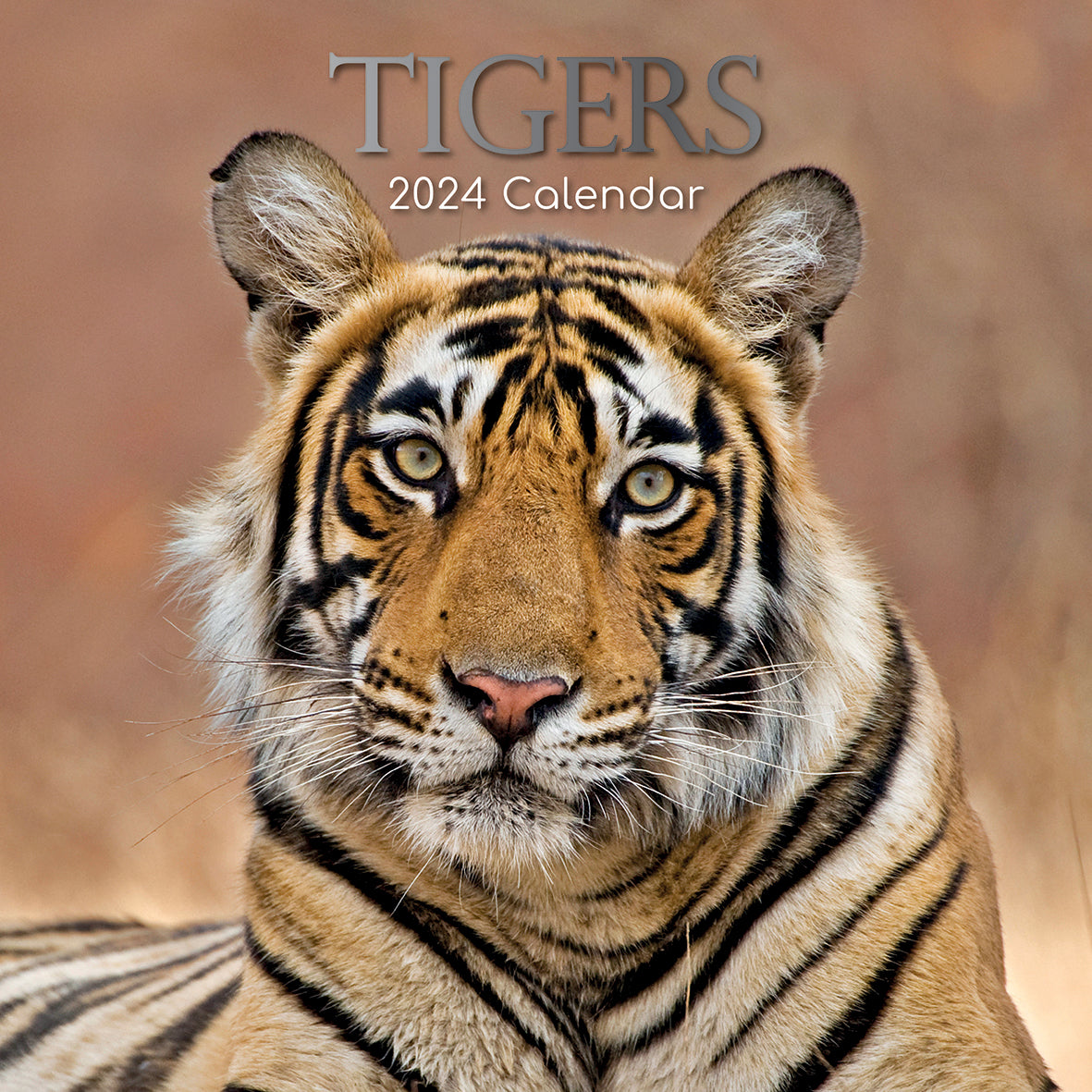 Tigers - 2024 Square Wall Calendar Pets Animals 16 Months New Year Gift Planner V474-615343
