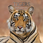 Tigers - 2024 Square Wall Calendar Pets Animals 16 Months New Year Gift Planner V474-615343