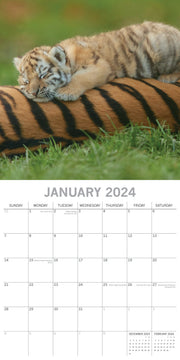 Tigers - 2024 Square Wall Calendar Pets Animals 16 Months New Year Gift Planner V474-615343