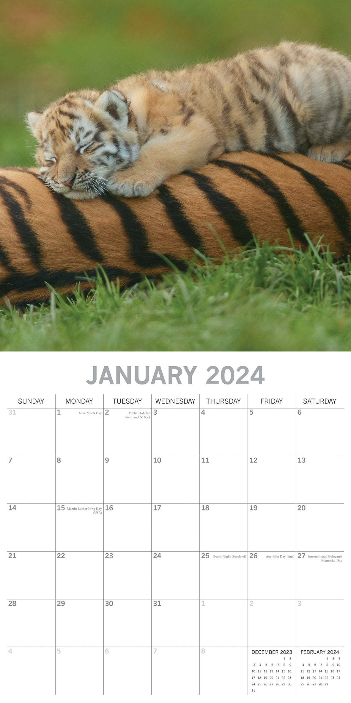 Tigers - 2024 Square Wall Calendar Pets Animals 16 Months New Year Gift Planner V474-615343