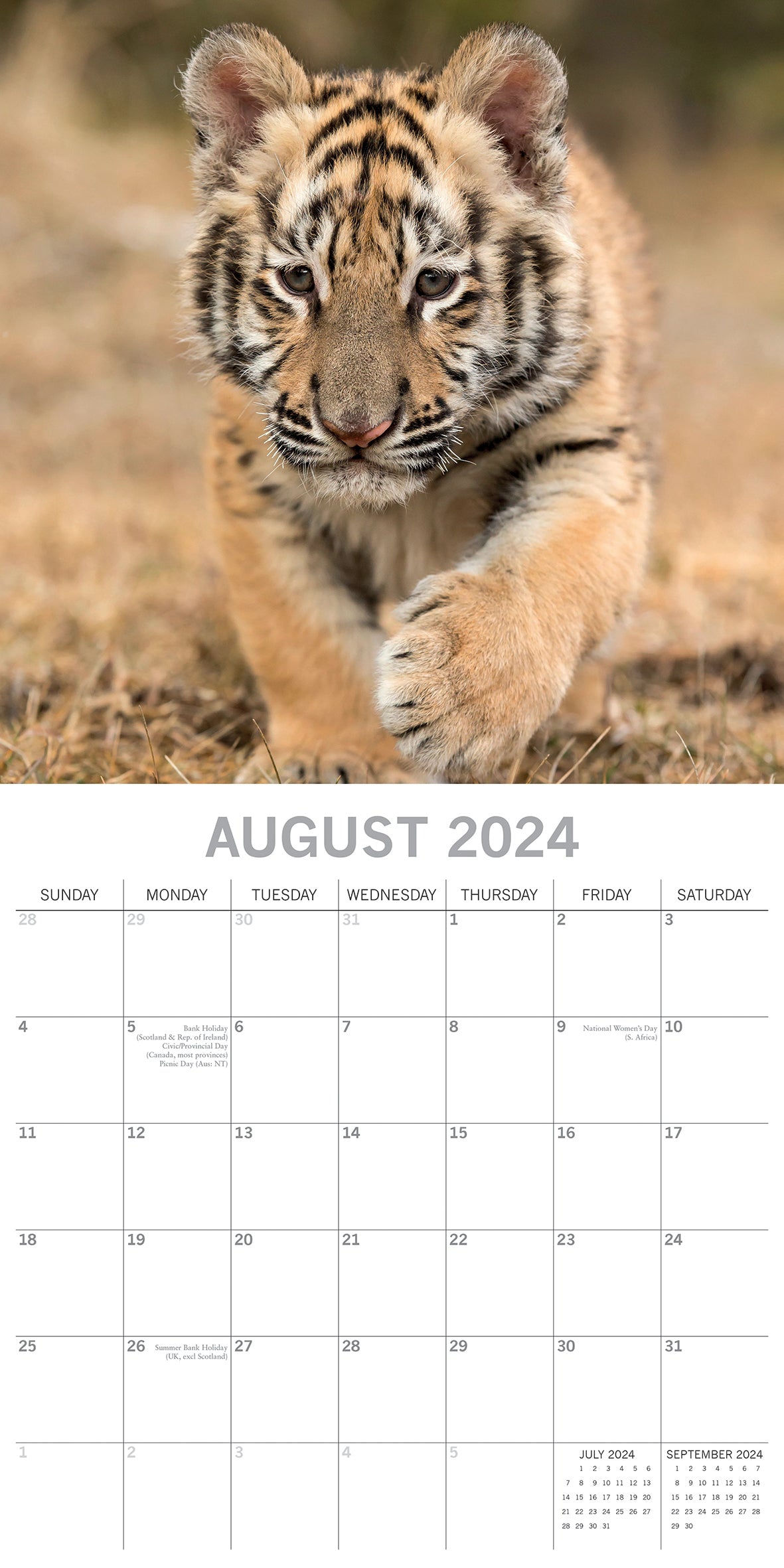 Tigers - 2024 Square Wall Calendar Pets Animals 16 Months New Year Gift Planner V474-615343