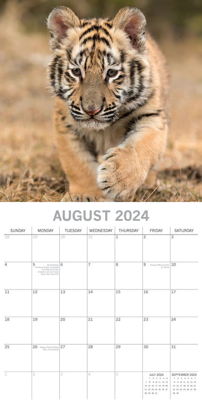 Tigers - 2024 Square Wall Calendar Pets Animals 16 Months New Year Gift Planner V474-615343
