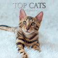 Top Cats - 2024 Square Wall Calendar Pets Animals 16 Months Premium Planner Gift V474-615344