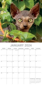 Top Cats - 2024 Square Wall Calendar Pets Animals 16 Months Premium Planner Gift V474-615344
