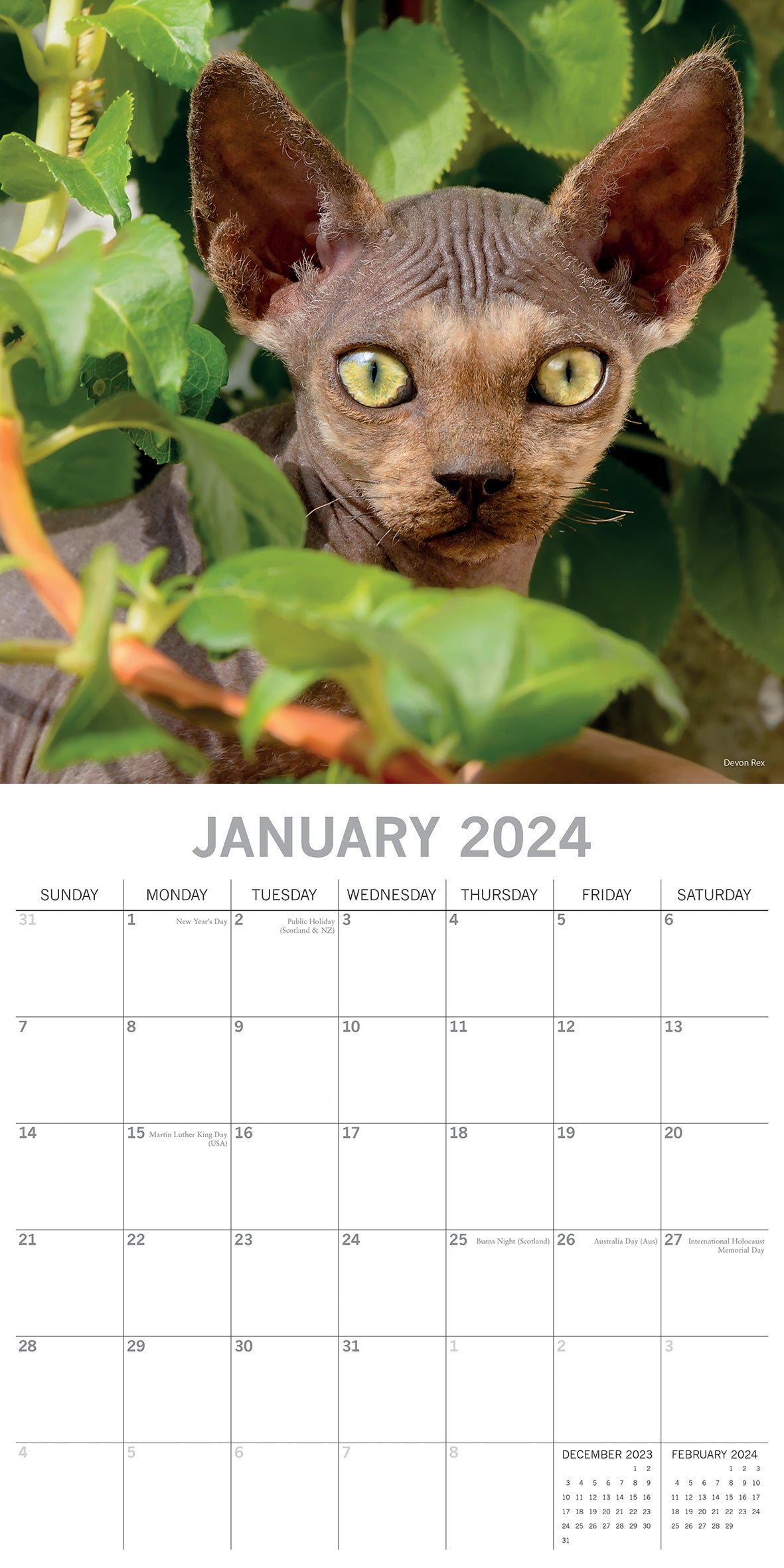 Top Cats - 2024 Square Wall Calendar Pets Animals 16 Months Premium Planner Gift V474-615344