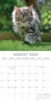 Top Cats - 2024 Square Wall Calendar Pets Animals 16 Months Premium Planner Gift V474-615344