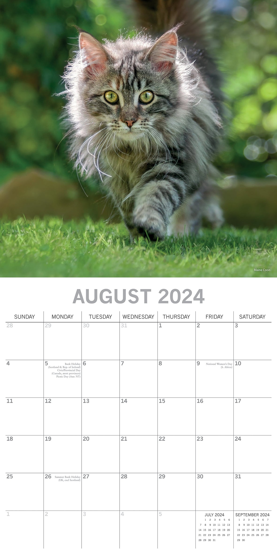 Top Cats - 2024 Square Wall Calendar Pets Animals 16 Months Premium Planner Gift V474-615344