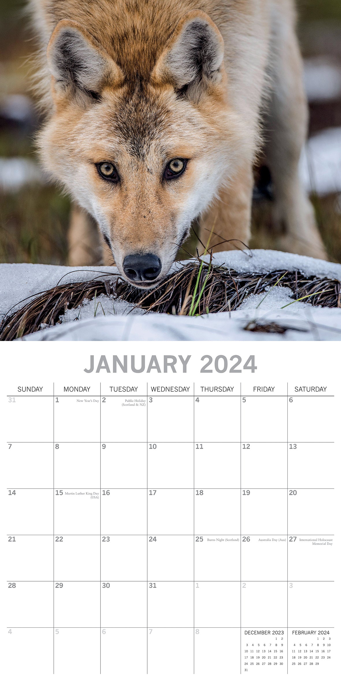 Wolves - 2024 Square Wall Calendar Pets Animals 16 Months Christmas Planner Gift V474-615345