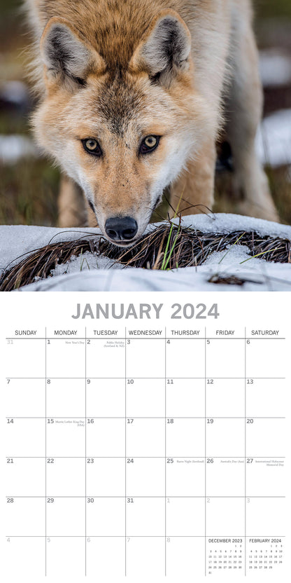 Wolves - 2024 Square Wall Calendar Pets Animals 16 Months Christmas Planner Gift V474-615345
