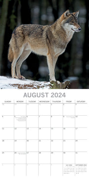 Wolves - 2024 Square Wall Calendar Pets Animals 16 Months Christmas Planner Gift V474-615345