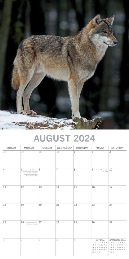 Wolves - 2024 Square Wall Calendar Pets Animals 16 Months Christmas Planner Gift V474-615345