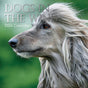 Dogs in the Wind 2024 Square Wall Calendar Pets Animals 16 Month Premium Planner V474-615353