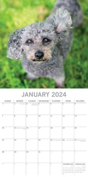 Dogs in the Wind 2024 Square Wall Calendar Pets Animals 16 Month Premium Planner V474-615353